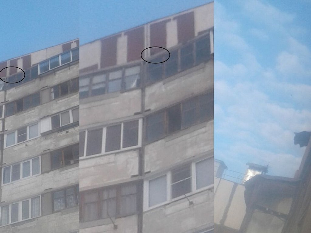 Застрявшего на крыше кота пытаются спасти жители Магнитогорска